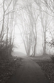 Monticello Fog II