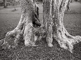 Root System