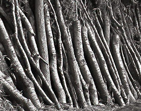 logs