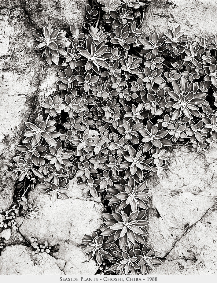 seaside plants