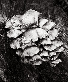 mushrooms in the alley