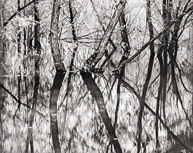 tree reflections
