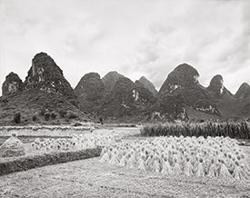 rice fields
