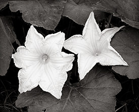 melon blossoms