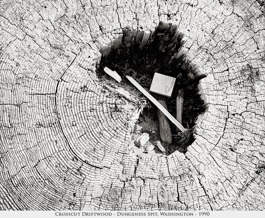 crosscut driftwood