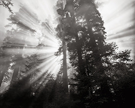 sunburst 1