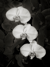 Triple Orchids